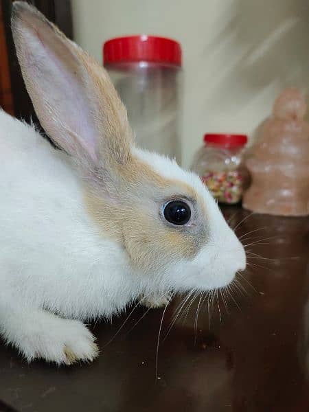 New Zealand breed rabbits of almost all ages 6