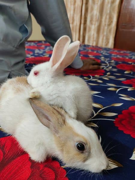 New Zealand breed rabbits of almost all ages 7