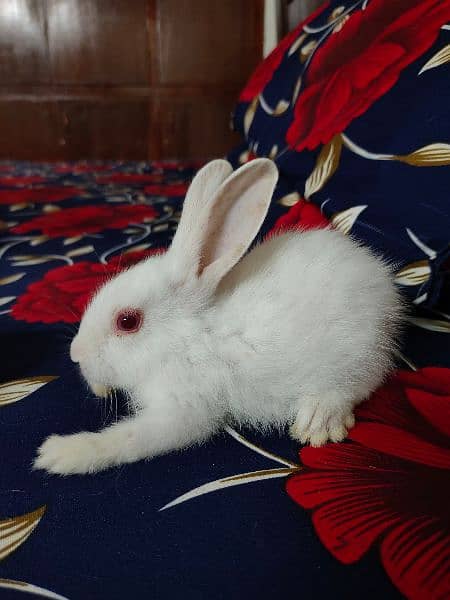 New Zealand breed rabbits of almost all ages 8