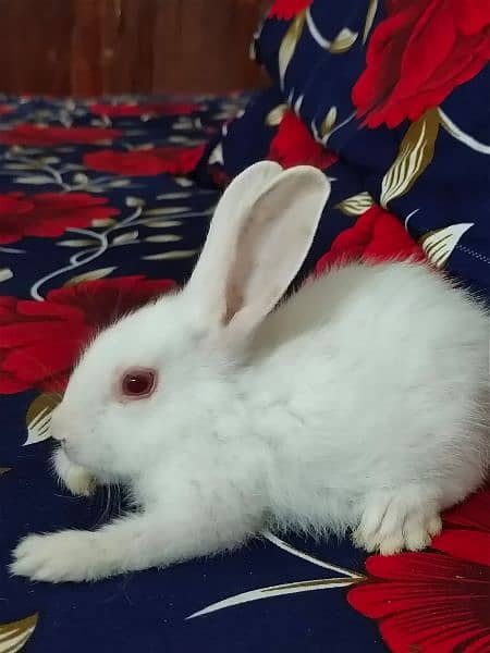 New Zealand breed rabbits of almost all ages 9
