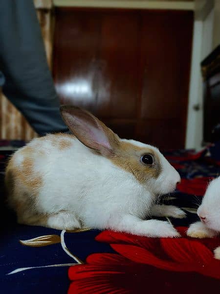 New Zealand breed rabbits of almost all ages 11