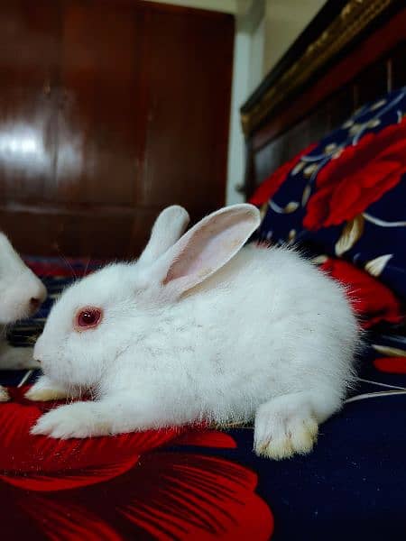 New Zealand breed rabbits of almost all ages 12