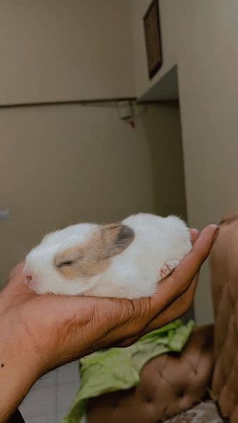 New Zealand breed rabbits of almost all ages 14