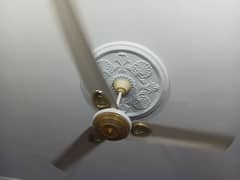 2 fan Ceiling