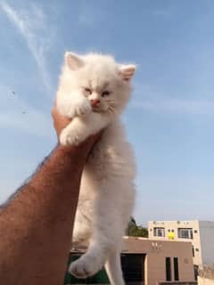 Persian kitten sell