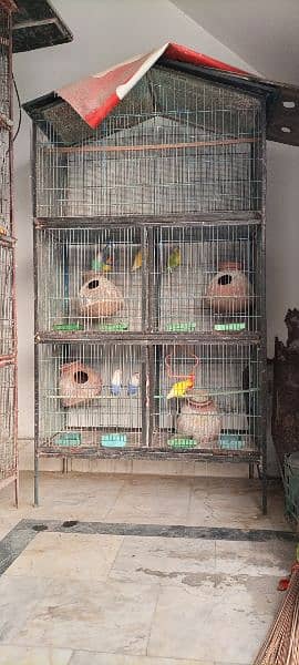 lovebirds for sale 3