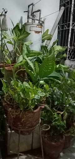 50+ Plants in Good condition.