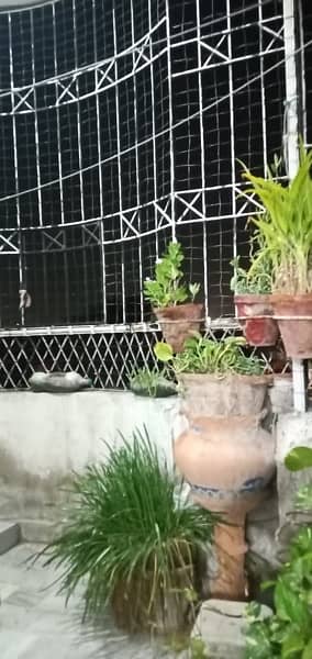 50+ Plants in Good condition. 1