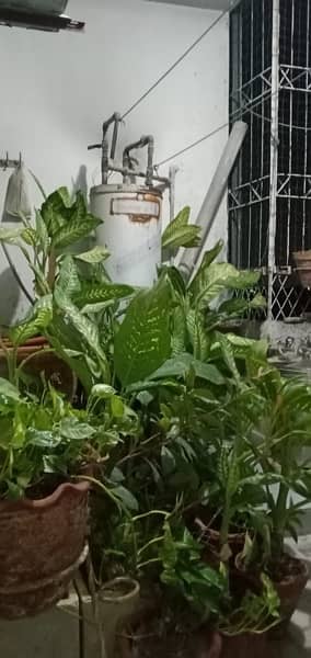 50+ Plants in Good condition. 2