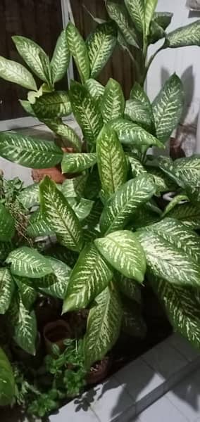 50+ Plants in Good condition. 3