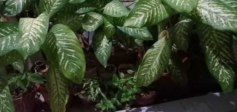 50+ Plants in Good condition. 5