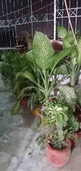 50+ Plants in Good condition. 7