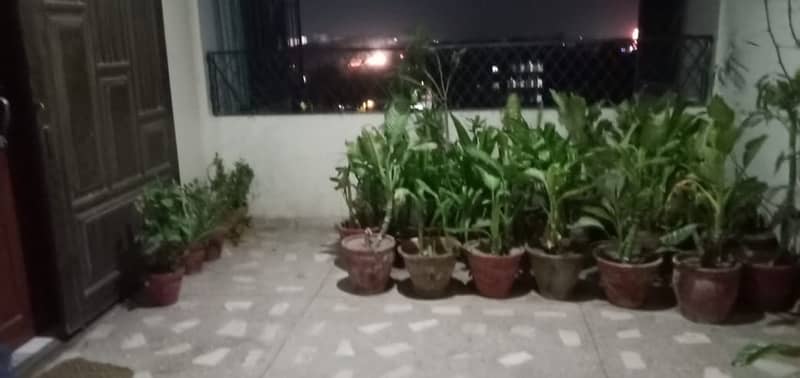 50+ Plants in Good condition. 9