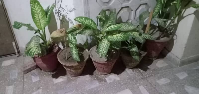 50+ Plants in Good condition. 10