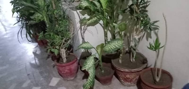 50+ Plants in Good condition. 11