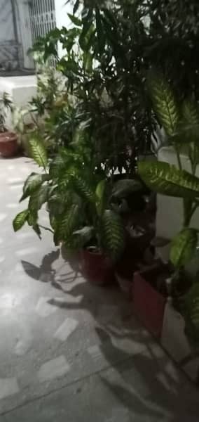50+ Plants in Good condition. 12