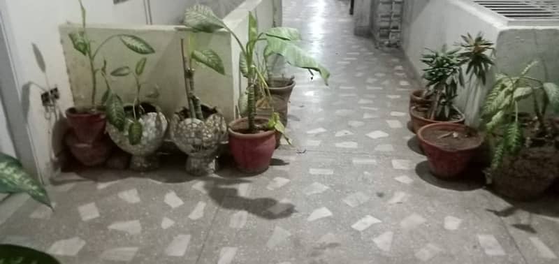 50+ Plants in Good condition. 14