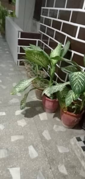 50+ Plants in Good condition. 16
