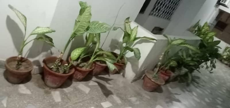 50+ Plants in Good condition. 17
