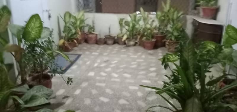 50+ Plants in Good condition. 18