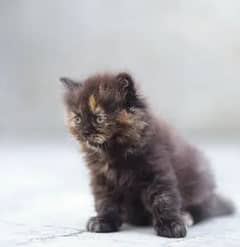 black kitten for sale