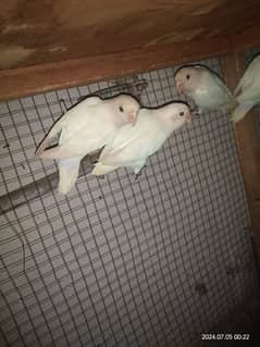 Albino split red eye ready to first breed pair for sale 0