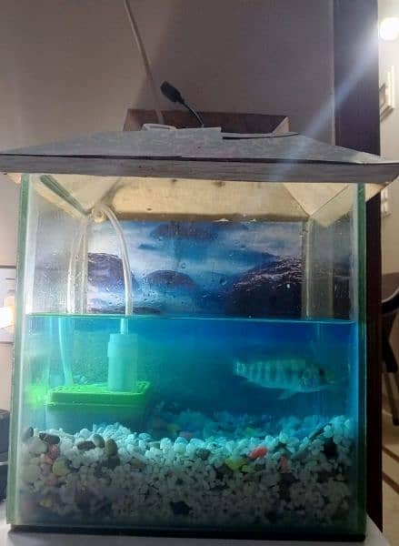 Fish Aquarium 1