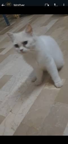 urgent sale Persian cat pair 0