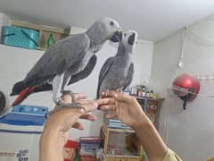 African grey cango DNA k sath male female price one pic