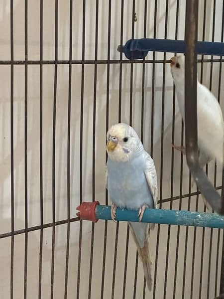 Budgies Available || Australian Parrots 2