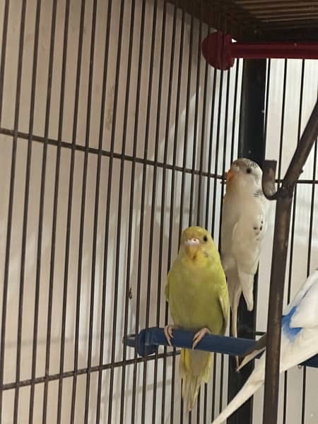 Budgies Available || Australian Parrots 3