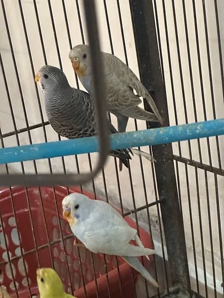 Budgies Available || Australian Parrots 5