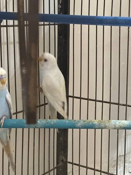 Budgies Available || Australian Parrots 8