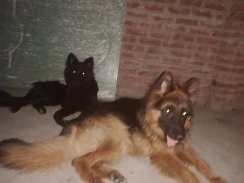 long coat male black shaped 6 month age full active family dogs 1