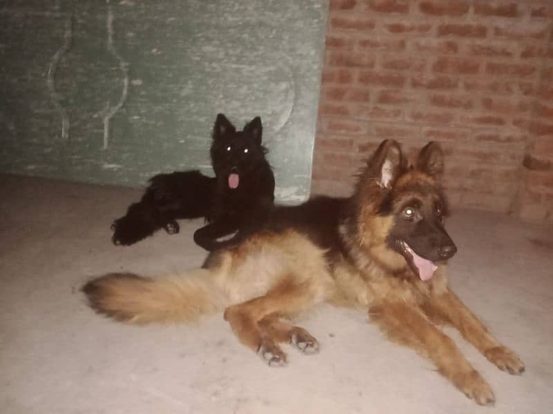 long coat male black shaped 6 month age full active family dogs 3