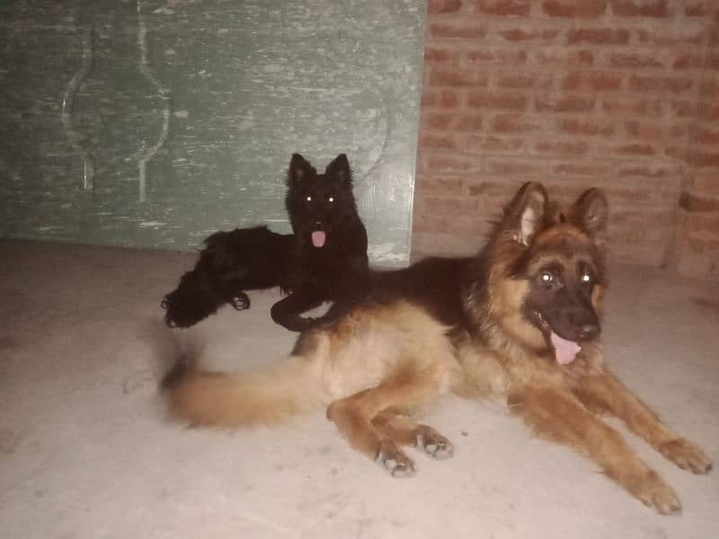 long coat male black shaped 6 month age full active family dogs 4
