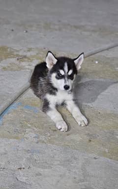 Husky puppy 0