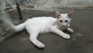 persian cat female baby