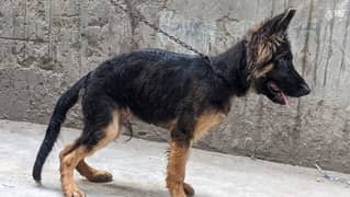 german shepherd hong coat mals puppy 0