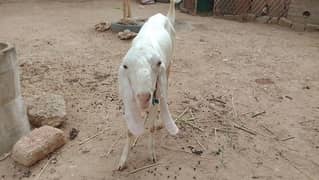 RAJANPURI BAKRA