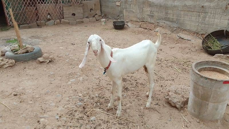 RAJANPURI BAKRA 3