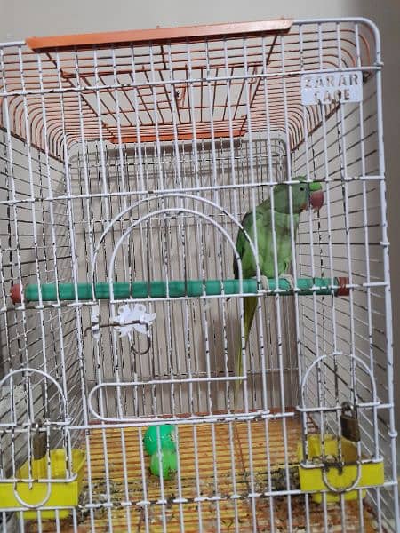 green parrot 16 month talk no hand tame cage ke sath demand 37k cntct 0