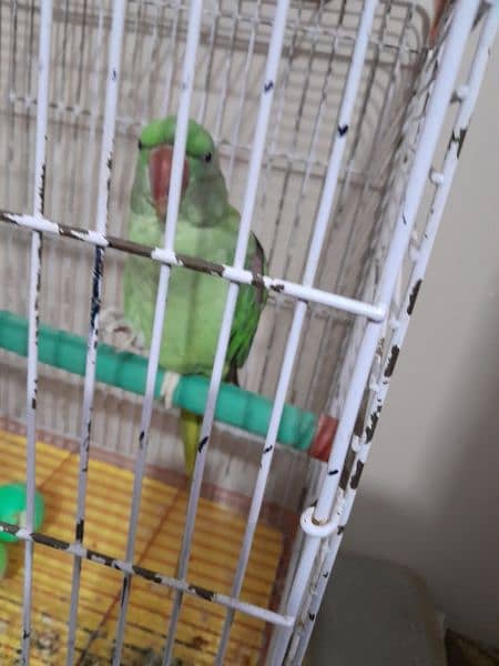 green parrot 16 month talk no hand tame cage ke sath demand 37k cntct 3