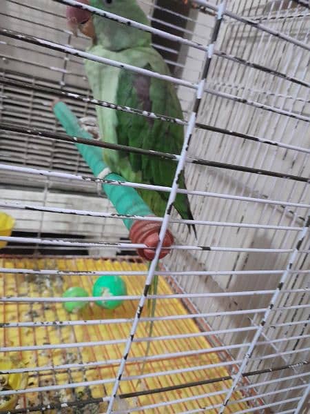 green parrot 16 month talk no hand tame cage ke sath demand 37k cntct 4