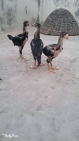 Thai vatnam chicks for sale 2