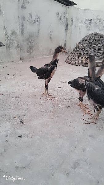 Thai vatnam chicks for sale 4