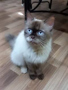 Himalayan female cat 0