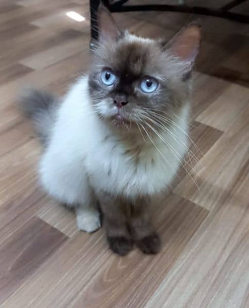 Himalayan female cat 1