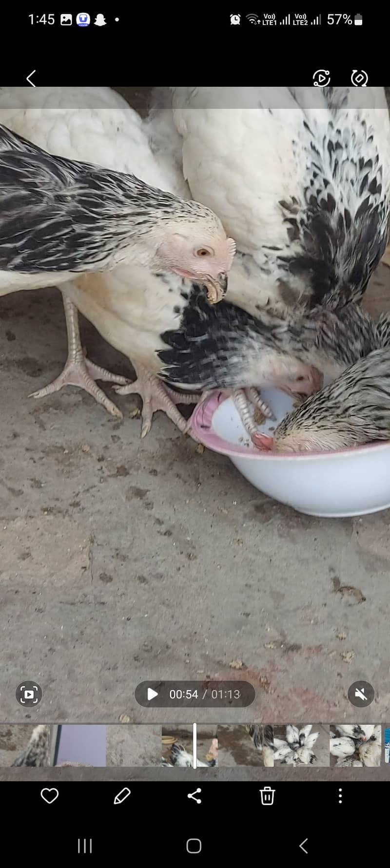 Light sussex 4 month chicks 5
