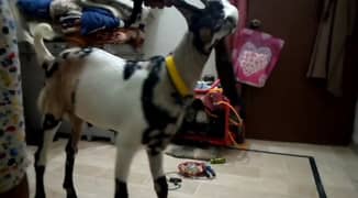 For Sale Nasli Goat Male 5 Month Age Mashallah